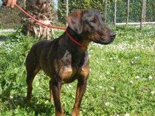 NANDO, stupendo mix segugio