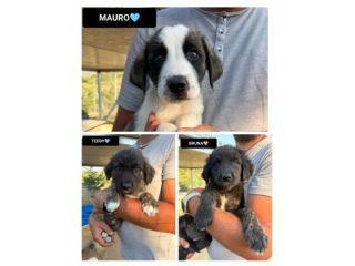 TEDDY, MAURO, E BRUNA, 2 MESI E MEZZO CERCANO CASA!