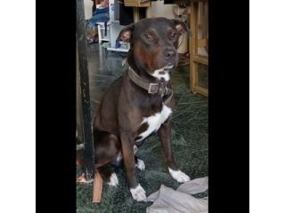 NERINO CAGNOLINO IN ADOZIONE