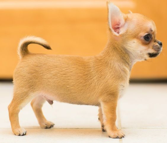CUCCIOLI DI CHIHUAHUA DISPONIBILI - Foto 2