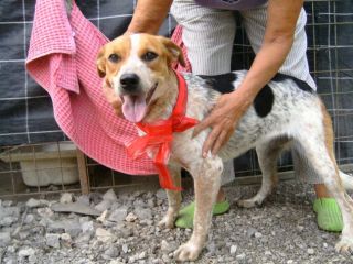 PARAGGINA, cagnolina URGENTE!!