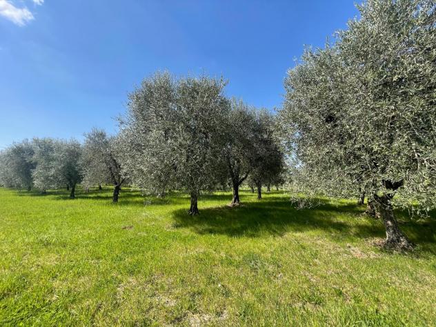 Terreno agricolo in vendita a Colle di Val d'Elsa 14000 mq Rif: 1420569