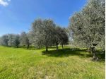 Terreno agricolo in vendita a Colle di Val d'Elsa 14000 mq  Rif: 1420569