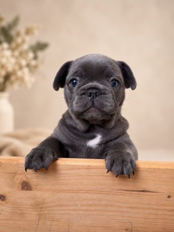Ultime 2 cucciole di Bulldog Francese disponibili. - Foto 3