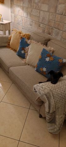 PALLINO, cucciolo amoroso - Foto 4
