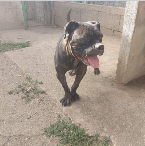 3anni mix Pit/Corso dolcissima finita in canile Prov Salerno - Foto 4
