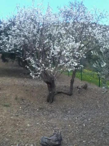 Terreno uliveto recintato