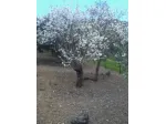 Terreno uliveto recintato