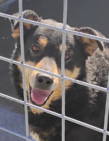 CANE IN ADOZIONE. L' ATTESA DI CAFFE'