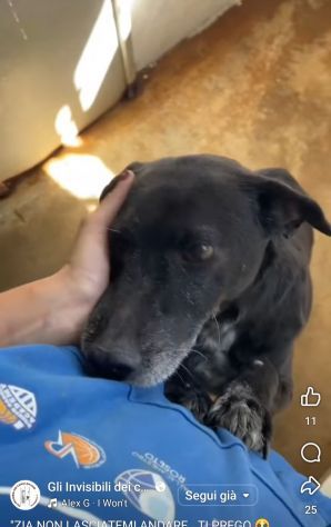 MOZART 15 KG DI BONTÀ CAGNOLINO IN ADOZIONE - Foto 5