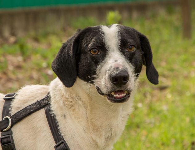 NINO, cagnolino coccolone - Foto 6