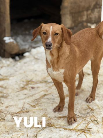 YULI &amp; NIKA, sorelline simpaticissime cercano casa! - Foto 6