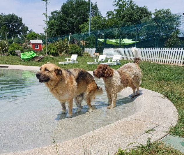 BUBU adozione del cuore per un cane giocoso - Foto 6