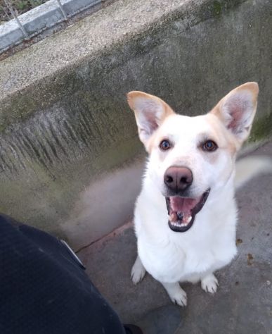 FILIPPO - cane di 6 anni e mezzo - taglia media - Foto 3