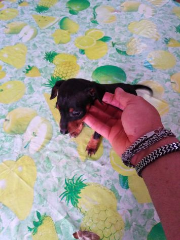 Pincher nani toy super cuccioli taglia piccola - Foto 2