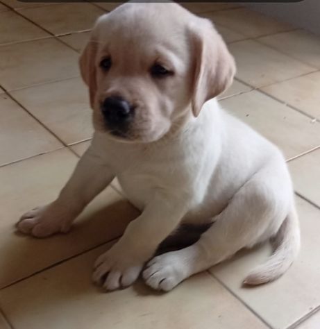 Labrador retriever Cuccioli con pedigree