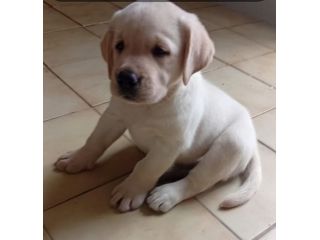 Labrador retriever Cuccioli con pedigree