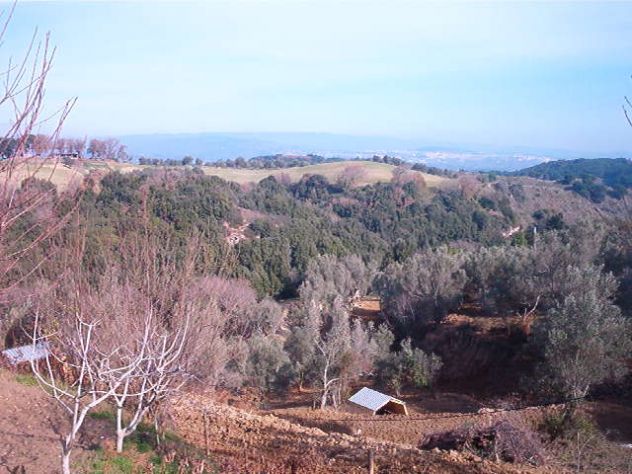 AZIENDA AGRICOLA IN BORGIA (CZ) HA 8 C. VENDESI - Foto 4