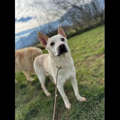 WHITE una vita buttata, simil pastore svizzero cane in adozione tg media - Foto 8
