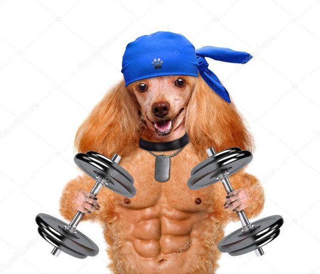 🏋️SCHEDE DI ALLENAMENTO PERSONALIZZATE – ONLINE