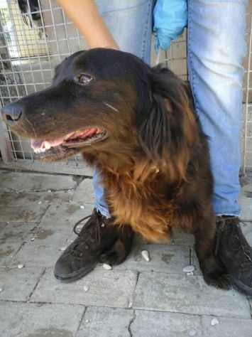 HANSEL, tenero cagnolino - Foto 5