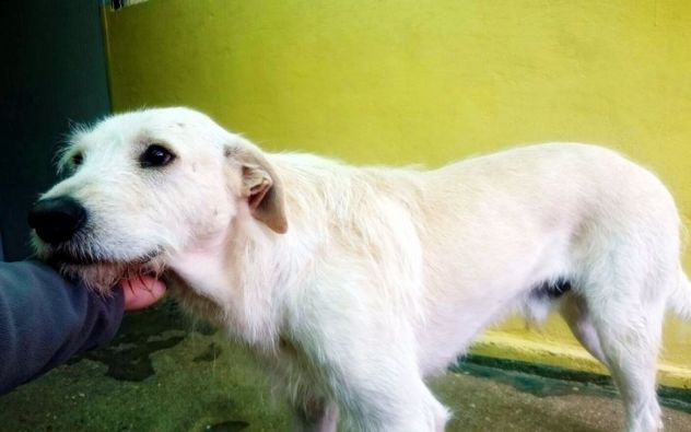 SPINO E LILLO, splendidi cagnoloni - Foto 2