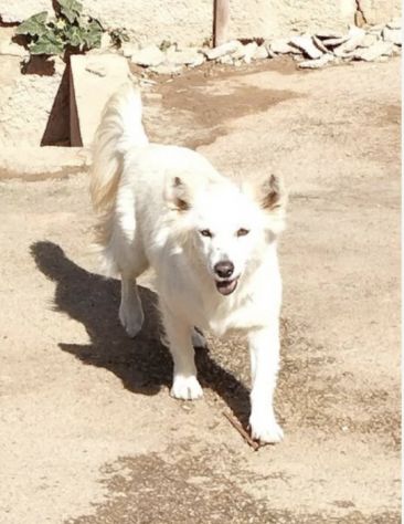 Una famiglia per la cagnolina Mary - Foto 6