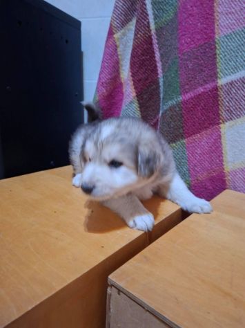 Camillo cucciolo - Foto 2