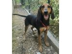 Urania 3 anni segugio italiano