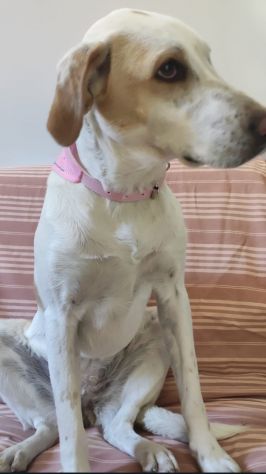 Mix Segugia/Setter 5anni mollata 2anni fa.ROMA - Foto 6