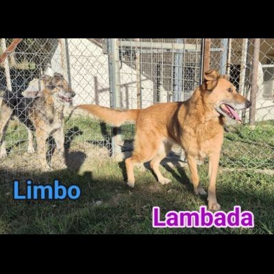 LIMBO E LAMBADA UN CUORE STRAORDINARIO PER ADOTTARLI