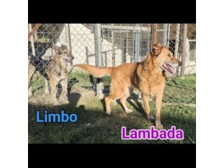 LIMBO E LAMBADA UN CUORE STRAORDINARIO PER ADOTTARLI