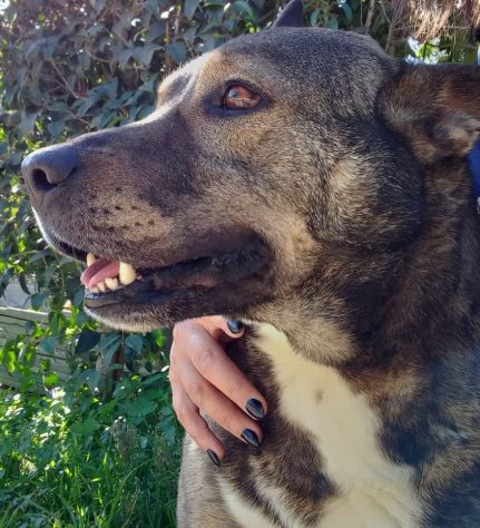 MILAGRO, cane buonissimo, abbandono estivo - Foto 5
