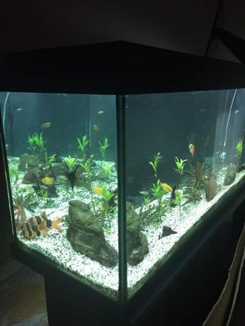 Acquario Juwel 180Lt con Mobiletto Juwel - Foto 3