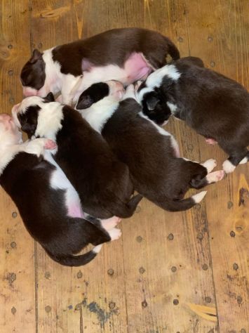 Cuccioli di Border Collie di alta genealogia - Foto 2