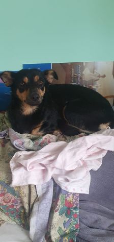 BRUNA, dolce mix bassotto - Foto 2