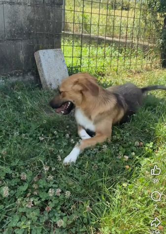 MOCKY CERCA UN AMICO AMOREVOLE CUCCIOLO IN ADOZIONE - Foto 5
