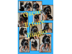 Cuccioli cocker spaniel inglese Blu roano