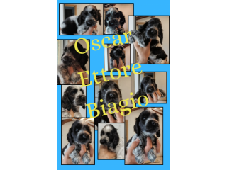 Cuccioli cocker spaniel inglese Blu roano