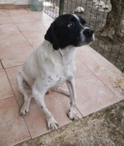 MAMBO, dolce pointer in cerca di casa