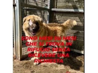 Mix Pastore dei Carpazi 2anni ha xso 1occhio! VOGHERA(PV)