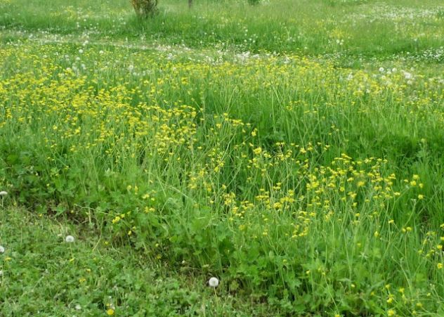 terreno a erba spontanea - Foto 2