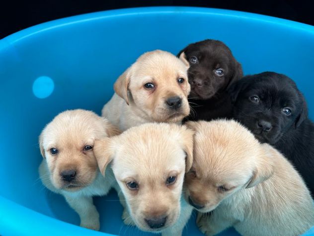 Cuccioli di Labrador Retriever - Foto 4