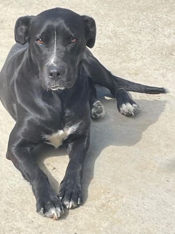 PUMA SIMIL CANE CORSO 3 ANNI ANCHE LEI IN CANILE… - Foto 3