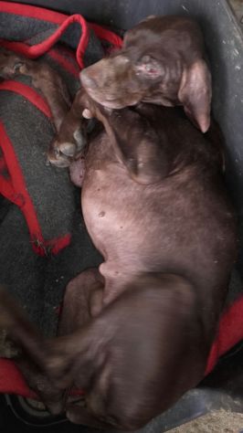 BACCO, adozione d'amore - Foto 6