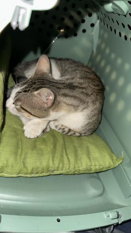 Tommy, 7 mesi, gatto, maschio - Foto 2