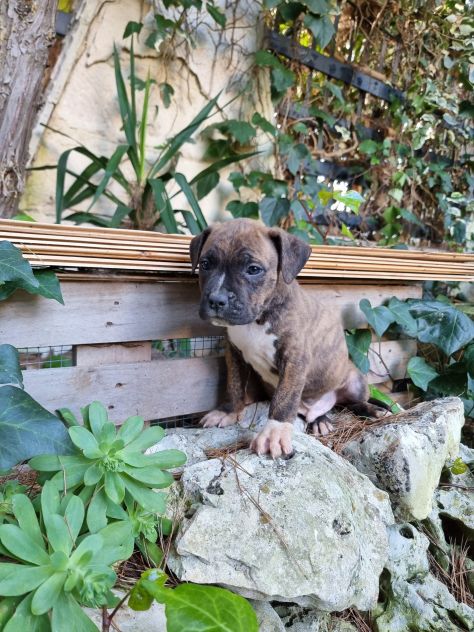 Allevamento Amstaff Pedigree ENCI - Foto 4