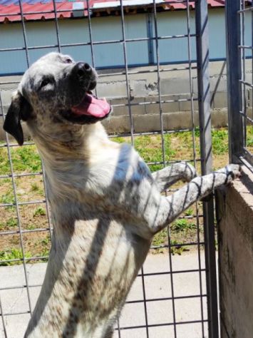 CANE IN ADOZIONE: JAGO nato nel marzo 2022 - Foto 5