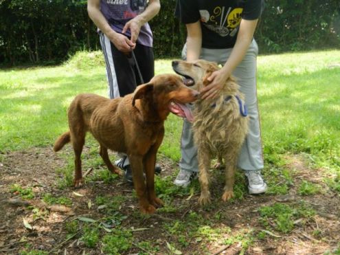 LINUS, bello e desideroso d 'amare - Foto 4