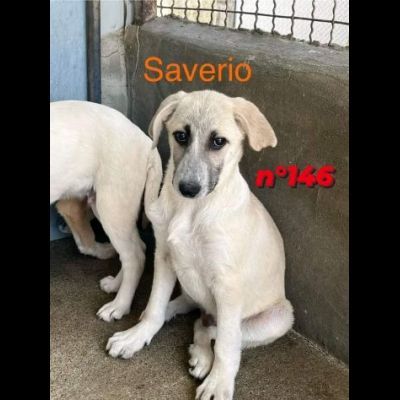 SAVERIO CUCCIOLO IN ADOZIONE - Foto 3
